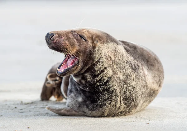 Jonge grijze zeehond — Stockfoto