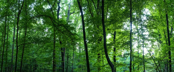 Enorm skog panorama — Stockfoto