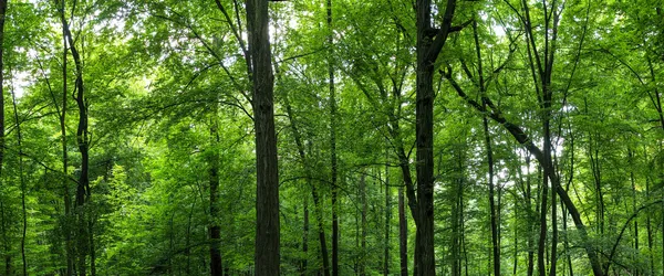 Riesiges Waldpanorama — Stockfoto