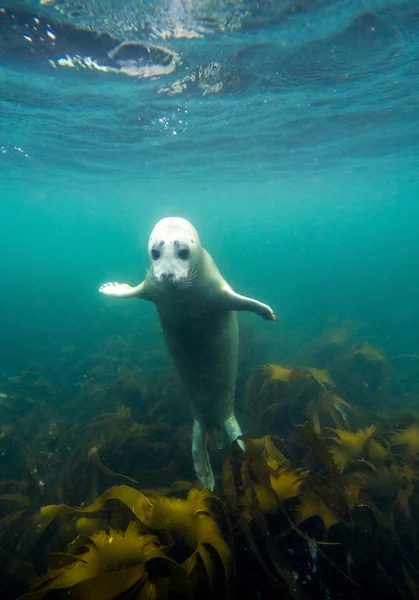 Tuleň kuželozubý v Severním moři — Stock fotografie