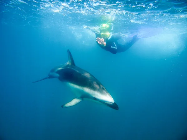 Diver chasing dolphin — Stock Photo, Image