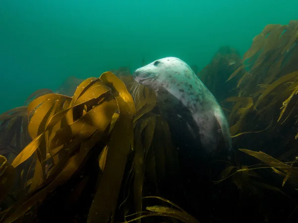 Grey seal in North Sea — Stock Photo, Image