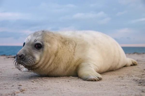 Grey puppy seal — Stock Photo, Image
