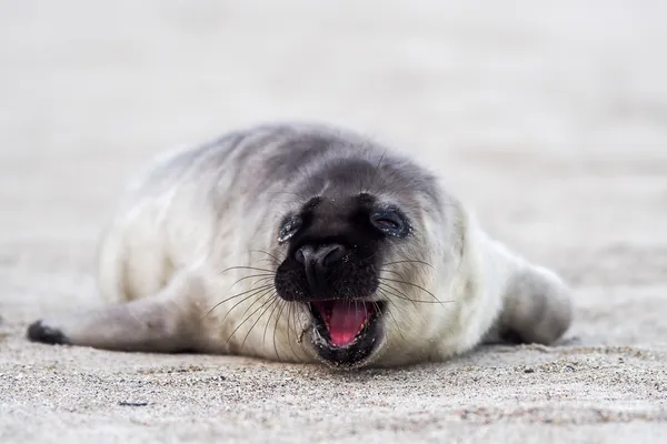 Grijs seal pup te wachten voor haar ' moeder — Stockfoto