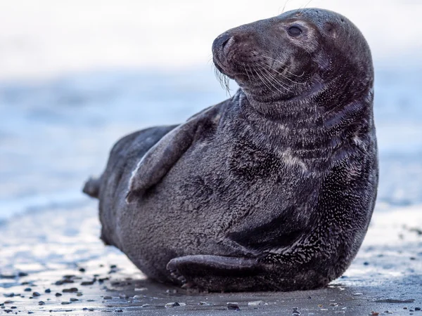 Grey Seal — Stock Photo, Image