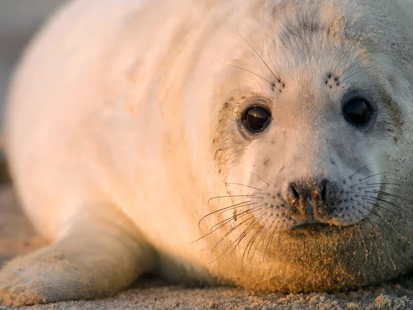 Cucciolo leone marino — Foto Stock