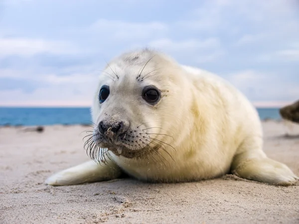 Cachorro león marino — Foto de Stock