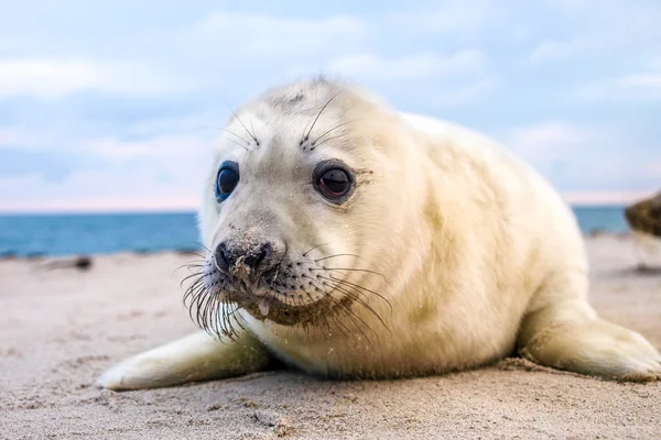 Welpe Seelöwe — Stockfoto