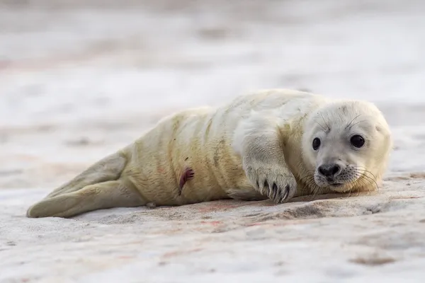 Cachorro de foca gris esperando a su madre — Foto de Stock