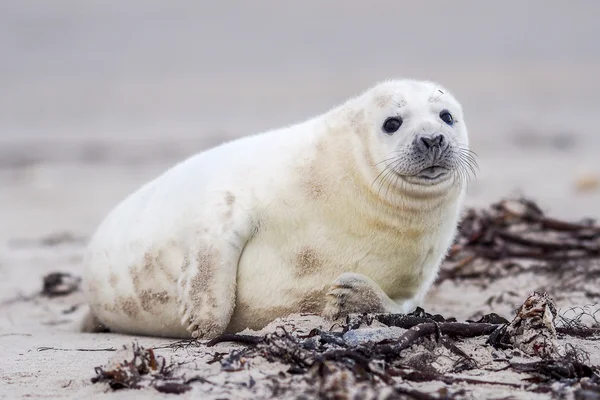 Grey seal pup väntar på dess ' mor — Stockfoto