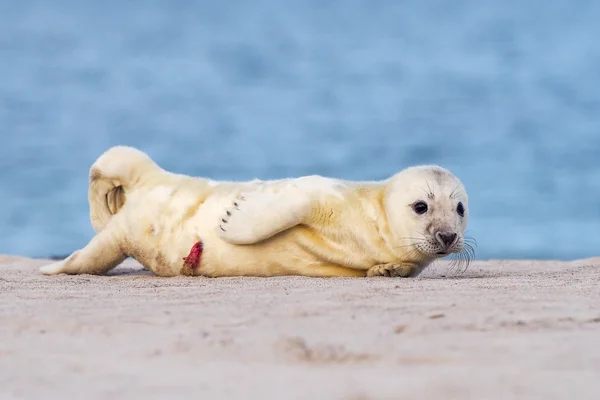 Grey puppy seal — Stock Photo, Image