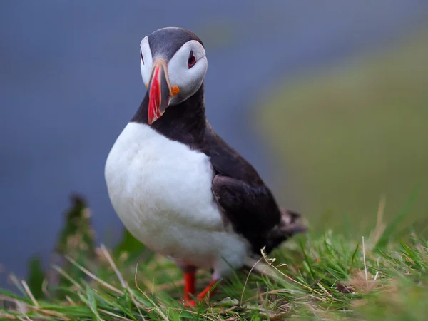 Cute Atlantic puffin — Stock Photo, Image