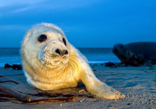 Baby grey seal på stranden — Stockfoto