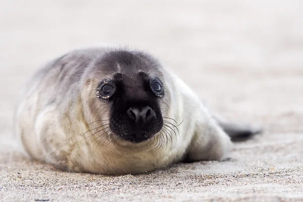 Cinza Seal filhote de cachorro esperando por sua 'mãe — Fotografia de Stock