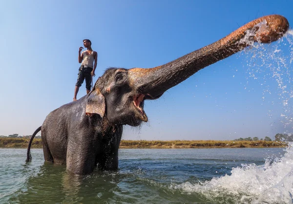 Elephant splashing with water — Stock Photo, Image