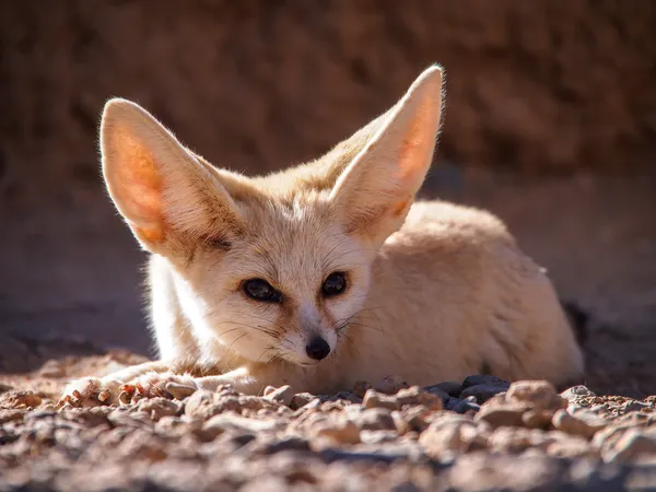 Raposa do deserto — Fotografia de Stock