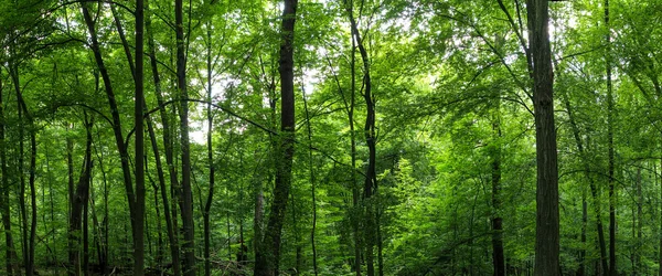 Riesiges Waldpanorama — Stockfoto