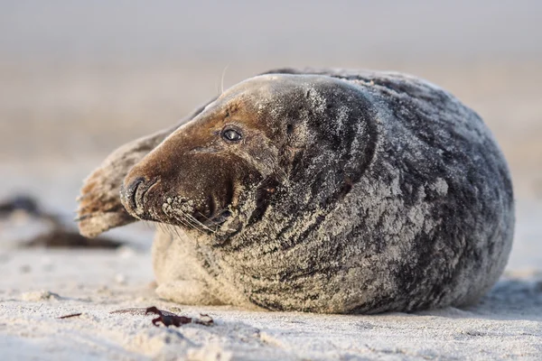 Grey Seal — Stock Photo, Image