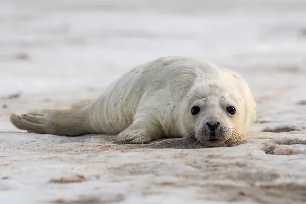 Grijs seal pup te wachten voor haar ' moeder — Stockfoto