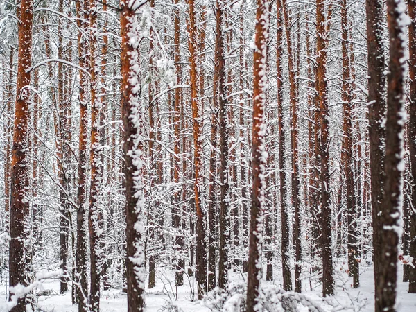 Besneeuwde bos — Stockfoto