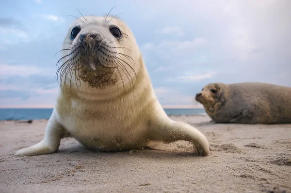 Štěně šedé těsnění — Stock fotografie