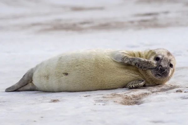 Cinza Seal filhote de cachorro esperando por sua 'mãe — Fotografia de Stock