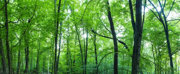 Riesiges Waldpanorama — Stockfoto