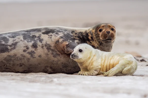 Seal sugande bröstmjölk — Stockfoto