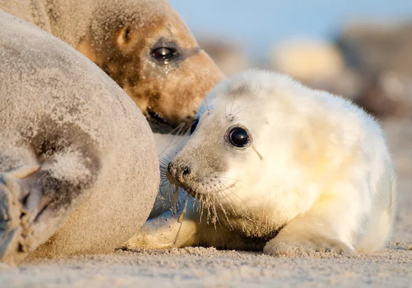 Baby grey seal på stranden — Stockfoto
