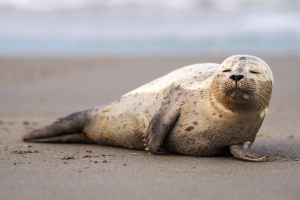 Grijze zeehond — Stockfoto