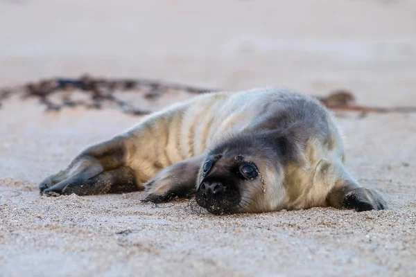 子犬の海のライオン — ストック写真