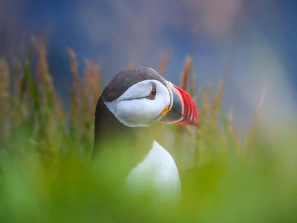 Cute Atlantic puffin — Stock Photo, Image