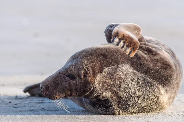 Seal abu-abu — Stok Foto