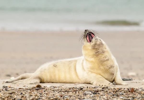 Bébé phoque gris sur la plage — Photo