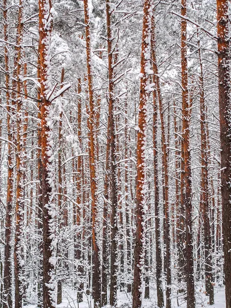 Forêt enneigée — Photo