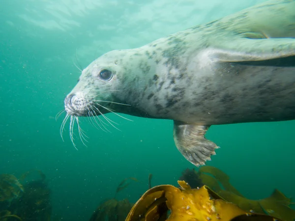 Серый тюлень в Северном море — стоковое фото