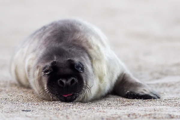 Szürke seal pup vár a "anya — Stock Fotó