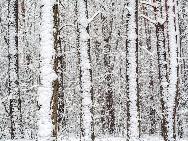 Besneeuwde bos — Stockfoto