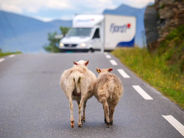 Caminhada de ovelhas ao longo da estrada . — Fotografia de Stock