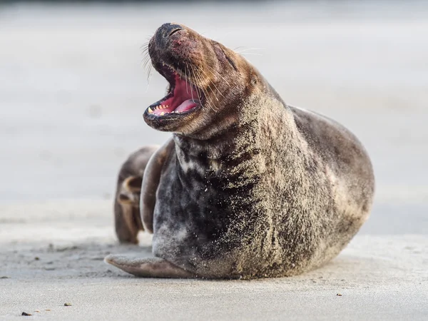 Seal abu-abu — Stok Foto