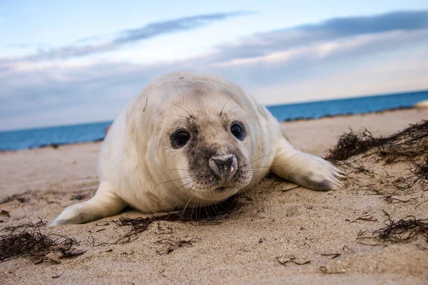 Grey puppy seal — Stock Photo, Image