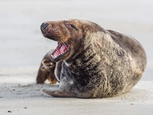 Seal abu-abu — Stok Foto