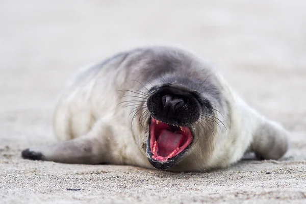 Young Grey Seal — Stock Photo, Image