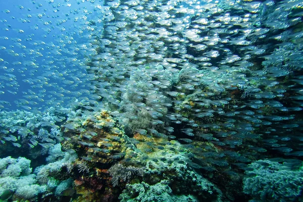 Escuela de peces — Foto de Stock