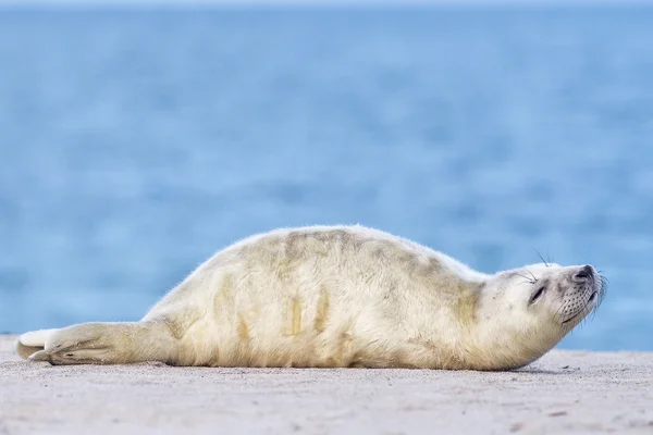 Grey puppy seal — Stock Photo, Image