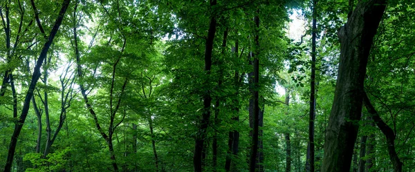 Enorme panorama forestal —  Fotos de Stock