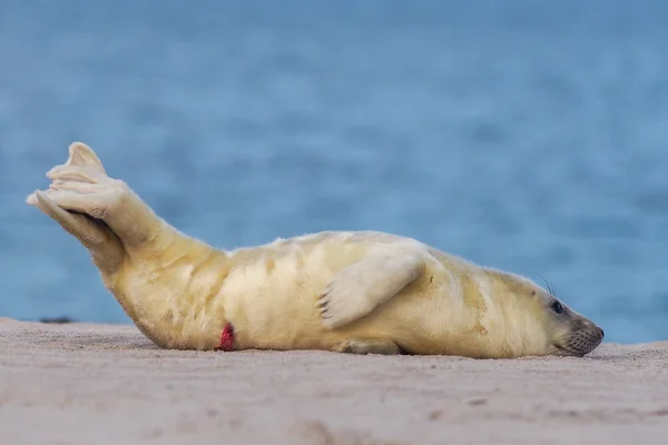 Grey puppy seal — Stock Photo, Image