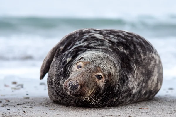 Anjing laut abu-abu — Stok Foto