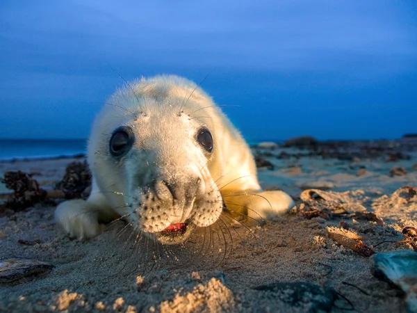 Серый тюлень на пляже — стоковое фото