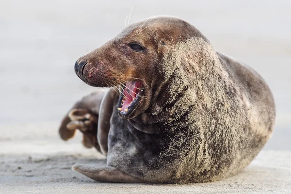 Cachorro león marino — Foto de Stock